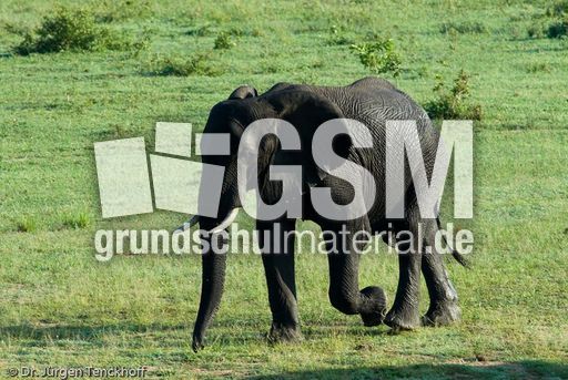 Afrikanischer Elefant (82 von 131).jpg